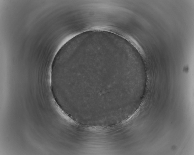 X0000097631036200803142020