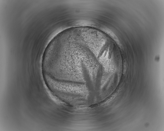 X0000097631039200803142020