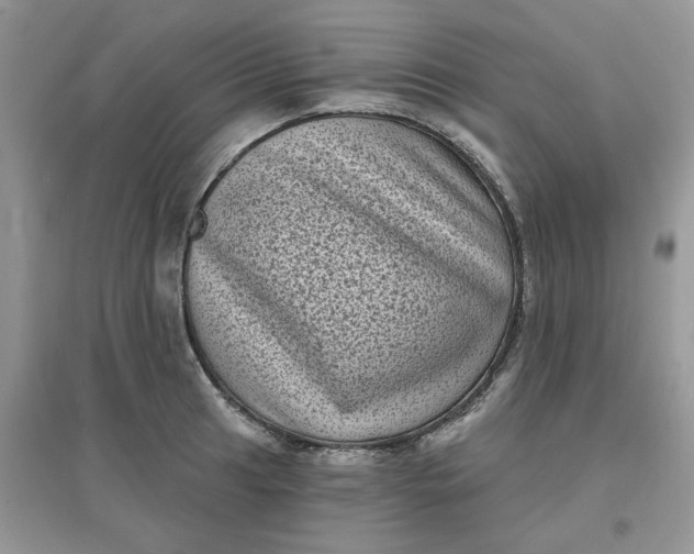 X0000097631041200803142020