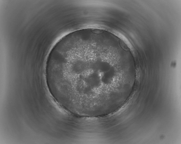 X0000097631043200803142020