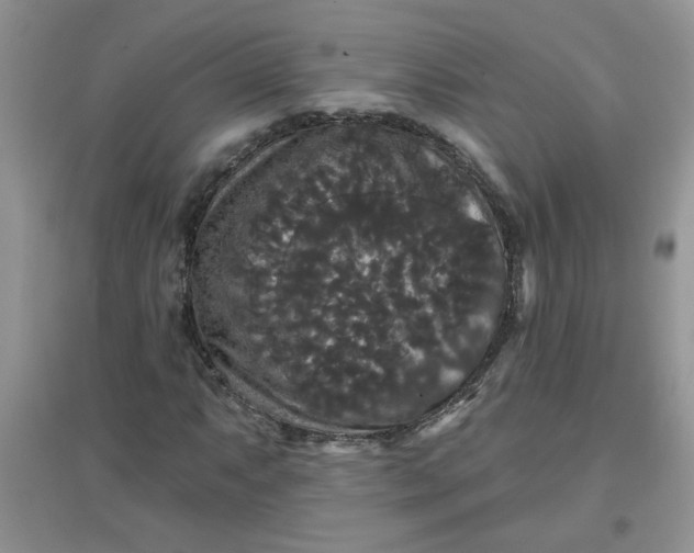 X0000097631063200803142019