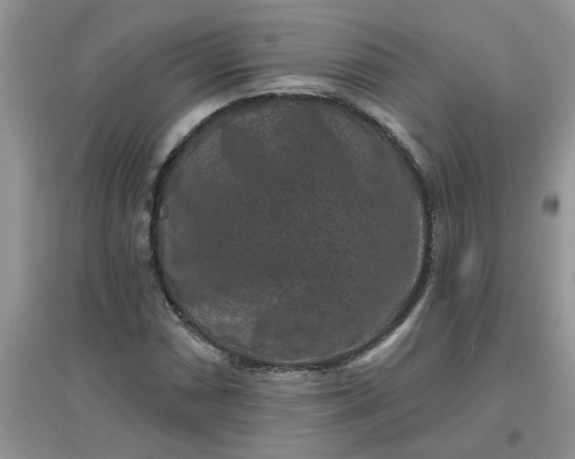 X0000097631066200803142019