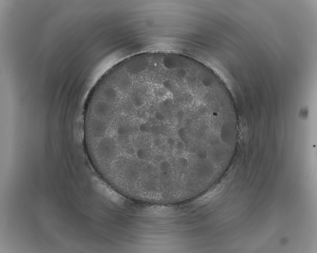 X0000097631075200803142019