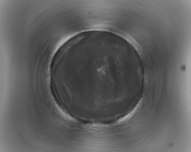 X0000097631077200803142019