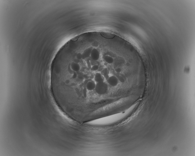 X0000097631079200803142019