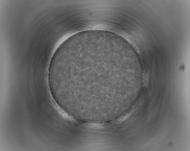 X0000097631086200803142019