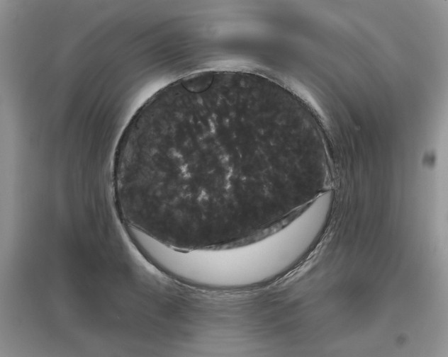 X0000097631087200803142019