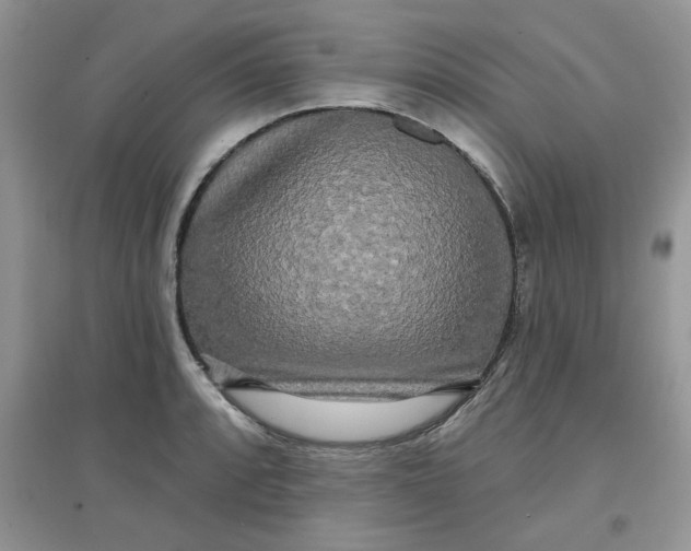 X0000097631088200803142019