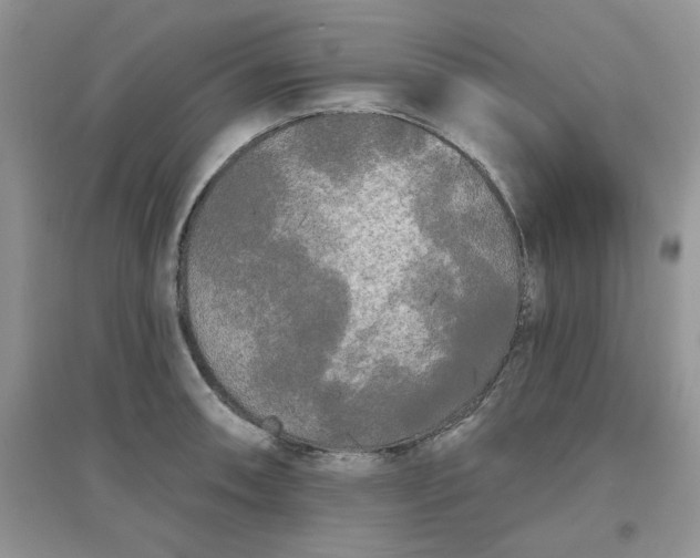 X0000097631090200803142019