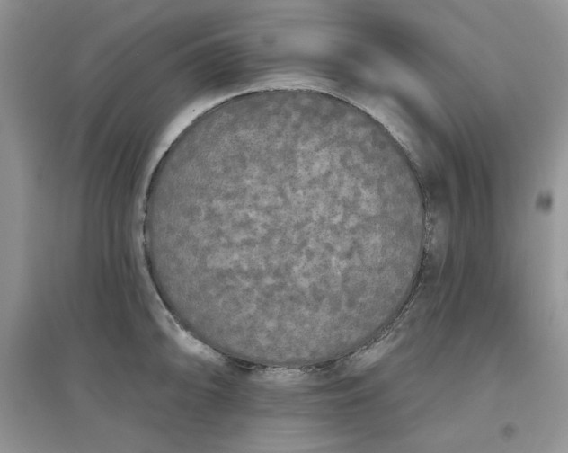 X0000097631094200803142019