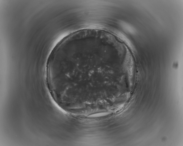 X0000097631095200803142019