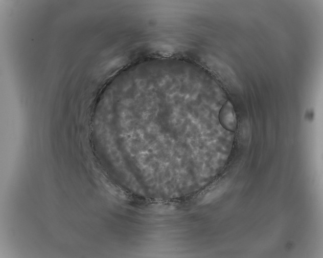 X0000097631105200803142018