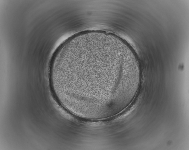 X0000097631122200803142018