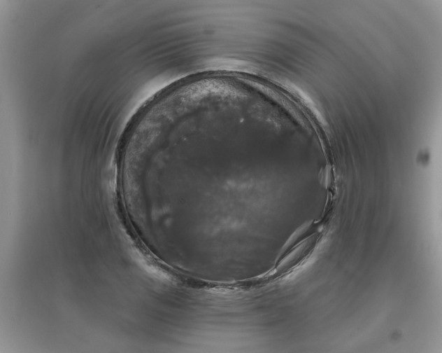 X0000097631125200803142018