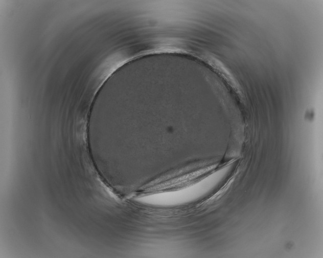 X0000097631177200803142018