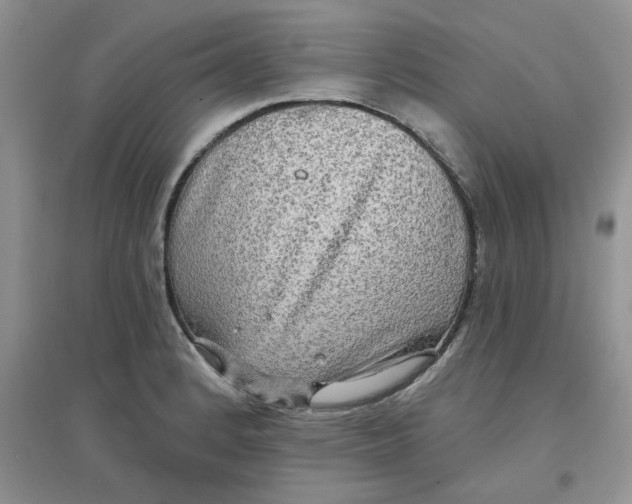 X0000097631184200803142018