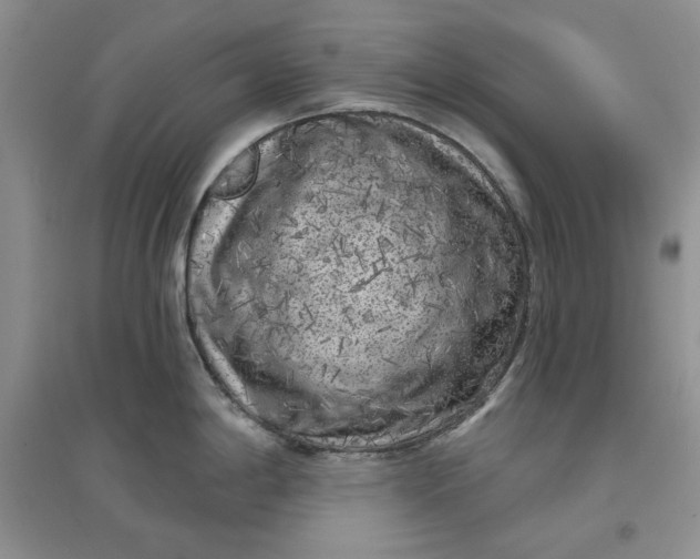 X0000097631198200803142018