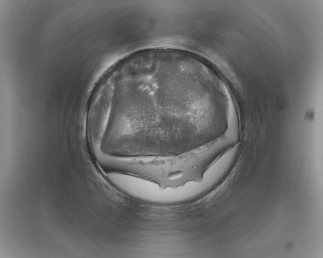 X0000097631224200803142017