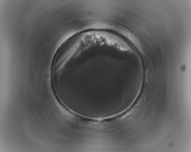 X0000097631229200803142017