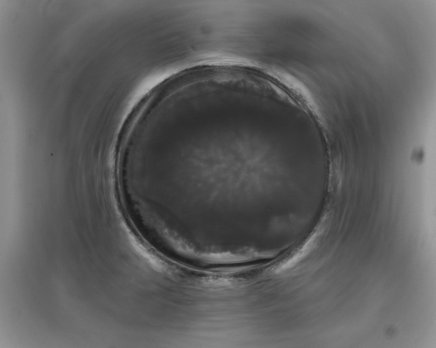 X0000097631231200803142017