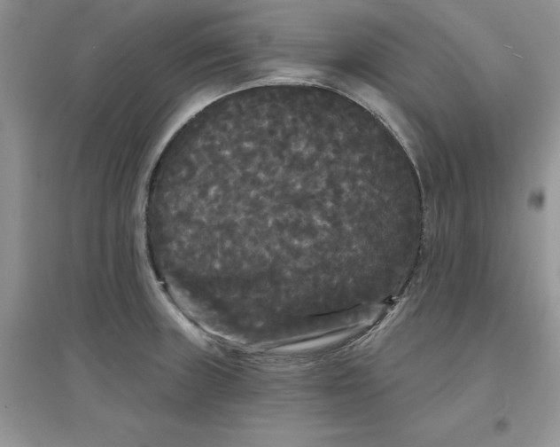 X0000097631235200803142017