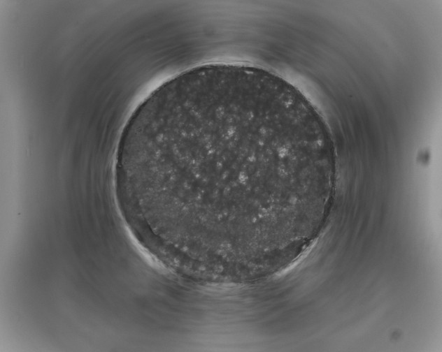 X0000097631237200803142017