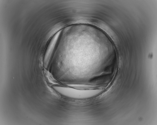 X0000097631241200803142017