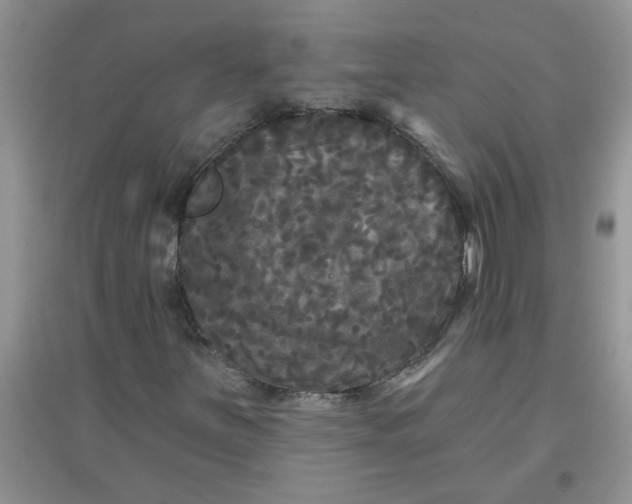 X0000097631251200803142017