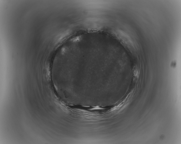 X0000097631252200803142017