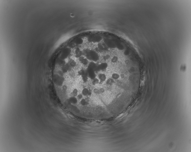 X0000097631255200803142017