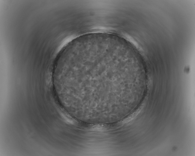 X0000097631259200803142017