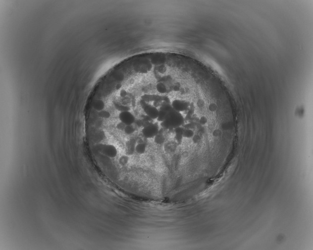 X0000097631267200803142017