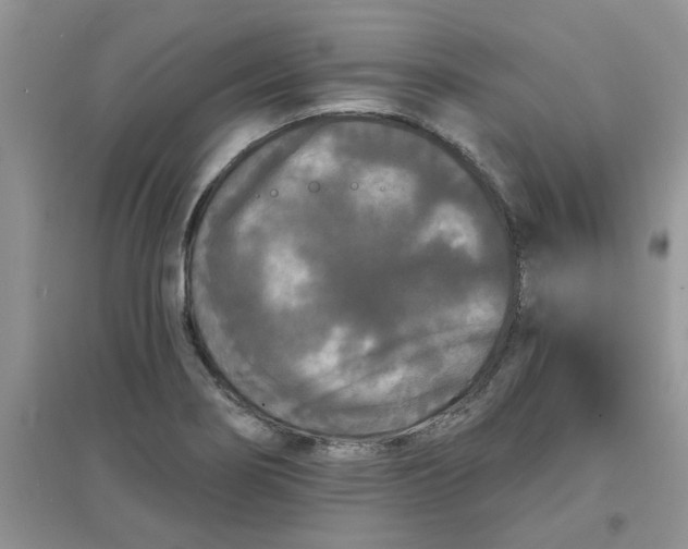 X0000097631274200803142016