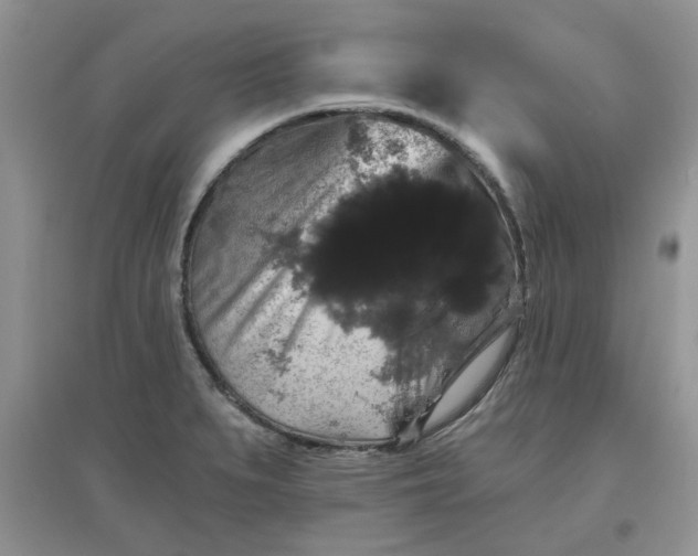 X0000097631279200803142016