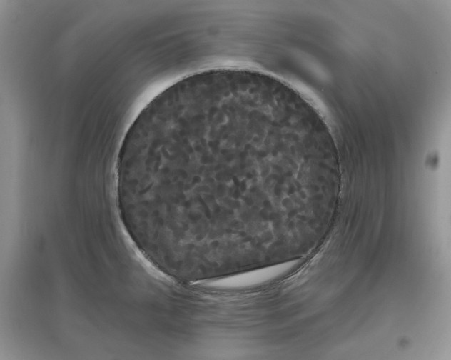 X0000097631287200803142016