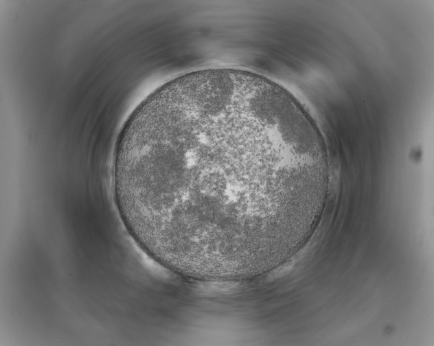 X0000097631294200803142016