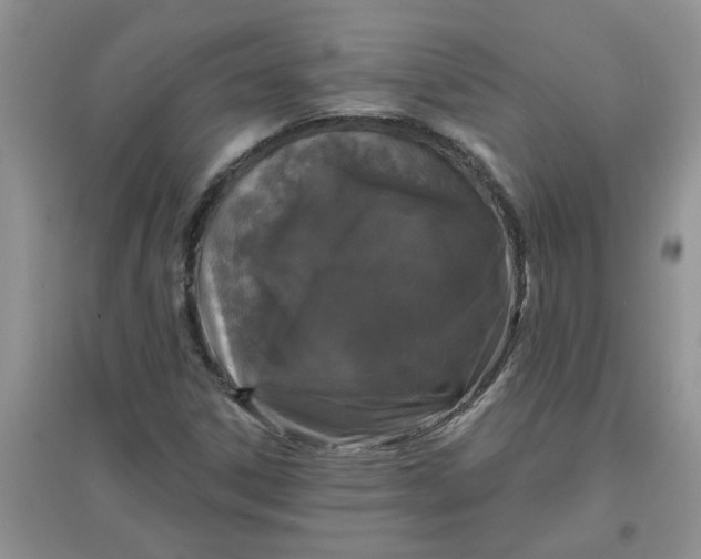 X0000097631306200803142016