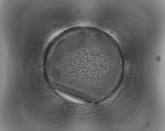 X0000097631311200803142016