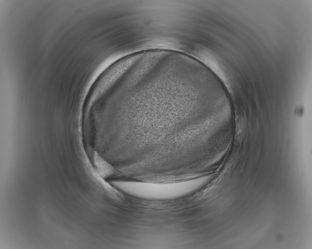 X0000097631339200803142016