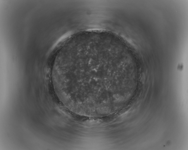 X0000097631351200803142015