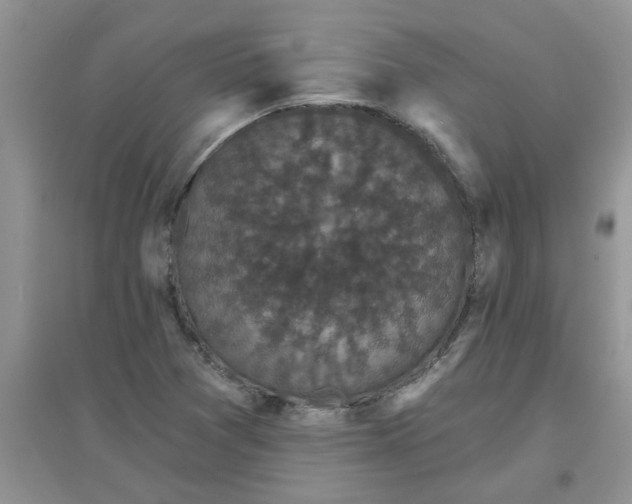 X0000097631361200803142015