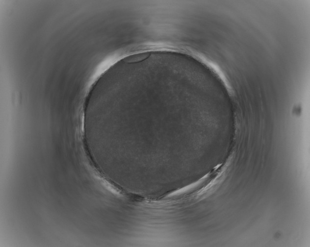 X0000097631365200803142015