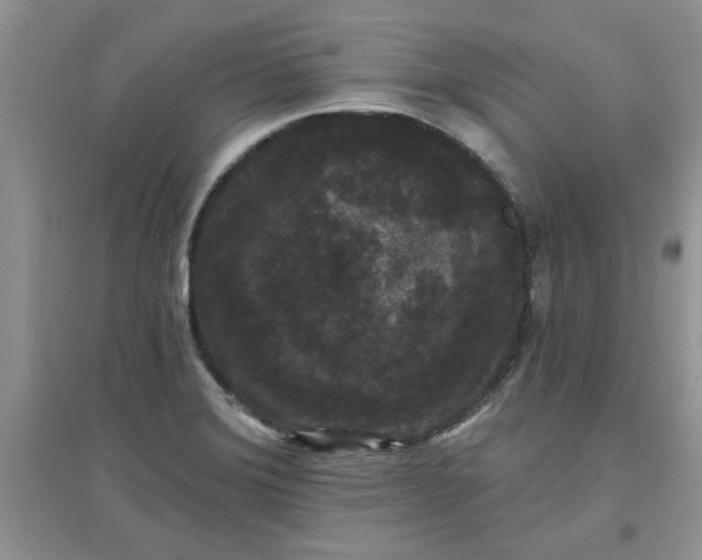 X0000097631372200803142015