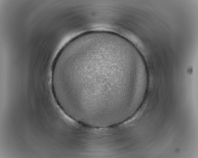 X0000097631376200803142015