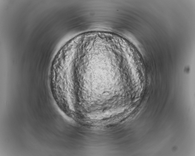 X0000097631379200803142015