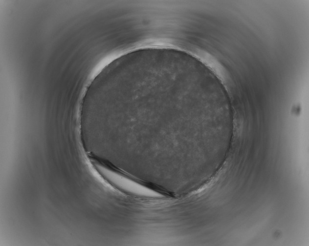 X0000097631382200803142015