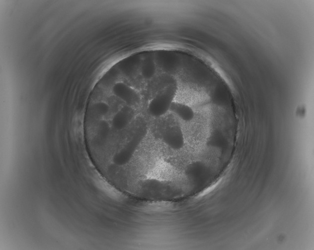 X0000097631417200803142015