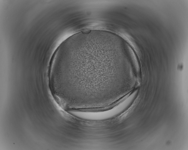 X0000097631434200803142015