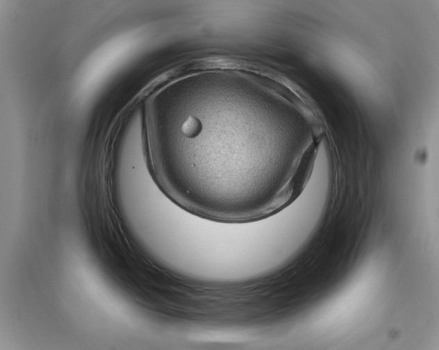 X0000097631438200803142015