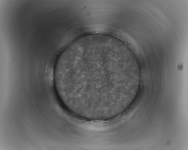 X0000097630024200803211820